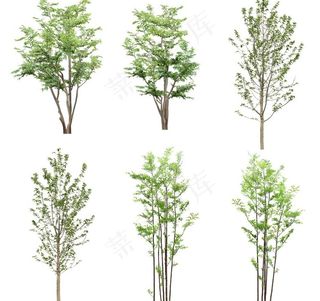 园林树木绿树绿叶图片