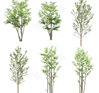 园林树木绿树绿叶图片