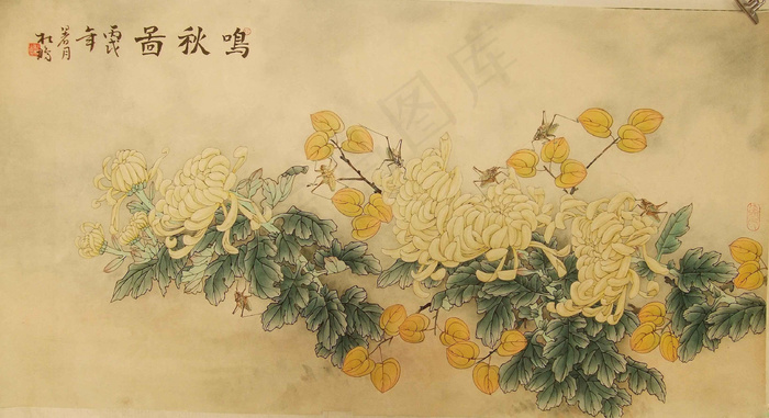 菊花图片