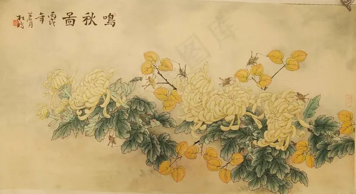 菊花图片