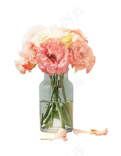 康乃馨 粉色康乃馨 康乃馨 粉色康乃馨