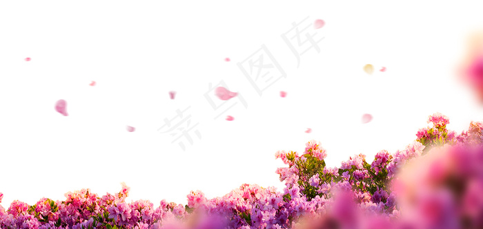 粉色鲜花底图 底图 粉色鲜花