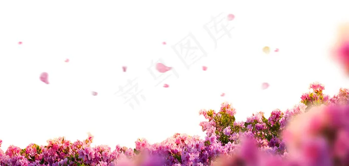 粉色鲜花底图 底图 粉色鲜花