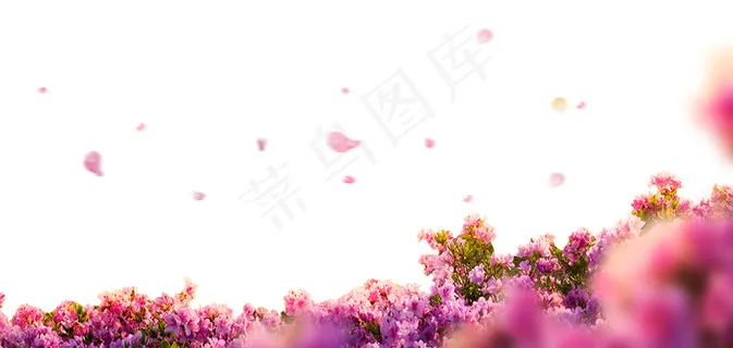 粉色鲜花底图 底图 粉色鲜花 粉色鲜花底图 底图 粉色鲜花