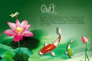 荷花莲花水莲花