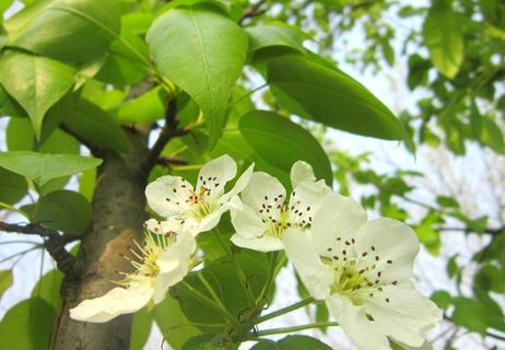 梨树 梨花 春天图片