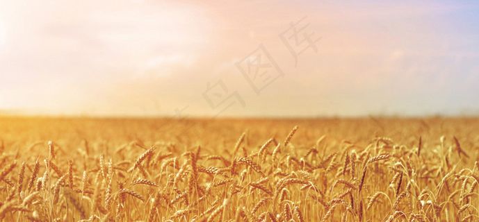 金色田野banner背景素材