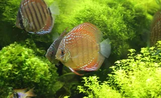 七彩神仙鱼图片