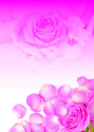 玫瑰花 粉色玫瑰 玫瑰花瓣 玫瑰海报