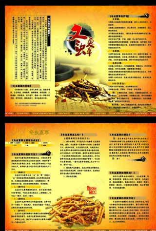冬虫夏草三折页图片