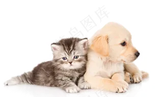 卡通多款猫咪造型设计PNG素材