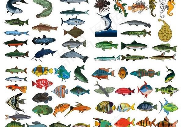 几个精美逼真的海洋鱼矢量素材