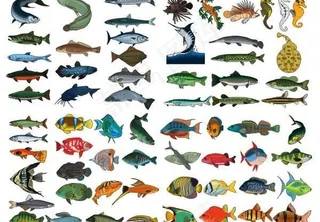 几个精美逼真的海洋鱼矢量素材