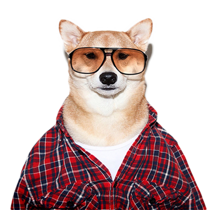 可爱柴犬模特png透明图层素材psd模版下载