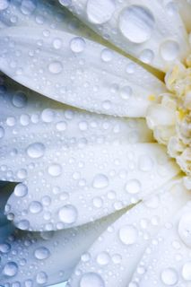 白色花瓣水珠特写图片