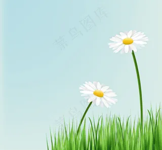 美丽白色菊花矢量素材.z