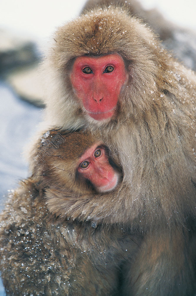 猴子摄影图片