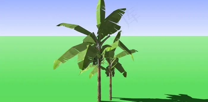 香蕉树图片