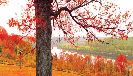 红色枫叶树电视墙背景墙