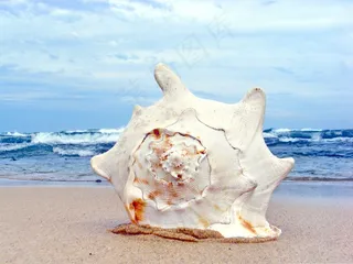 海蚌图片