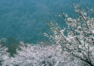 春天花朵 花朵图片 桃花 李花 杏花 春暖花朵 桃花林