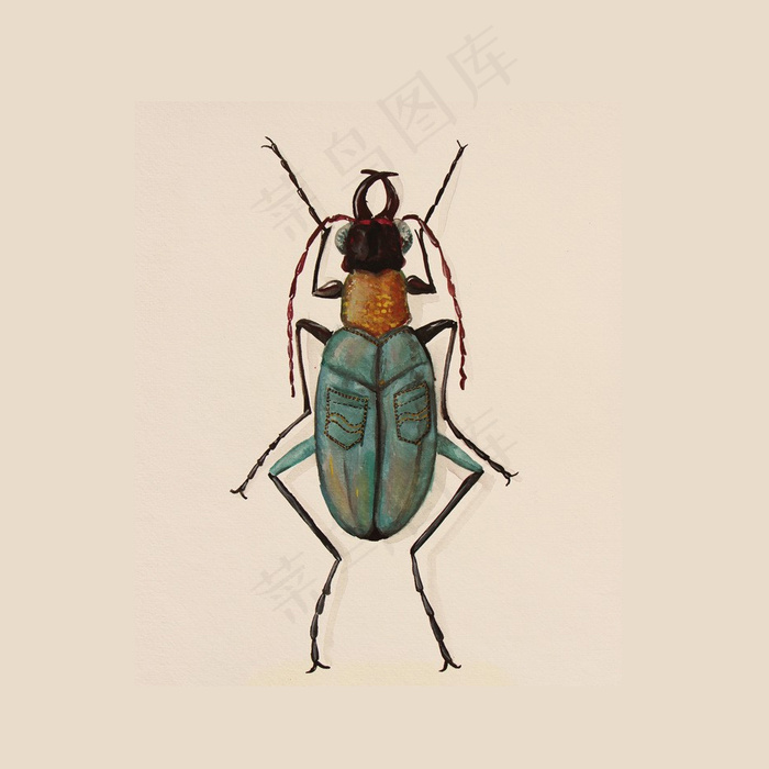 昆虫插画素材