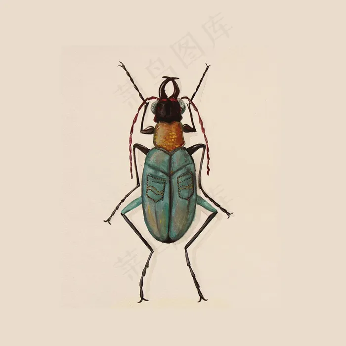 昆虫插画素材