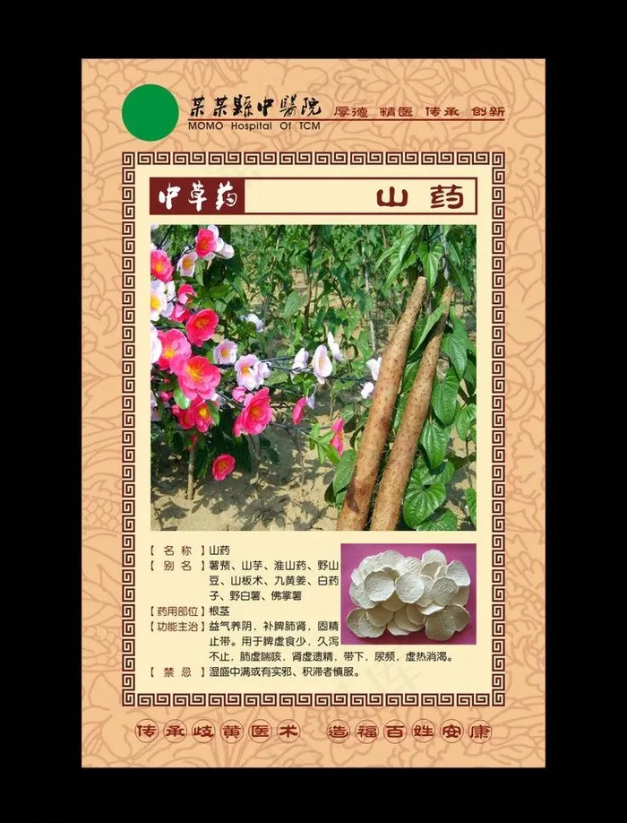 中草药 山药图片cdr矢量模版下载