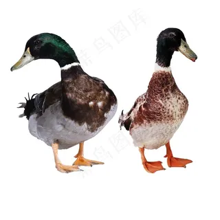 鸭免抠素材PSD分层