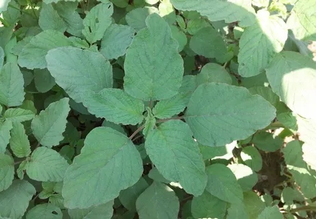 苋菜图片 苋菜图片