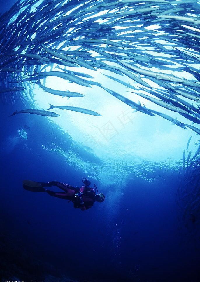 海洋生物图片