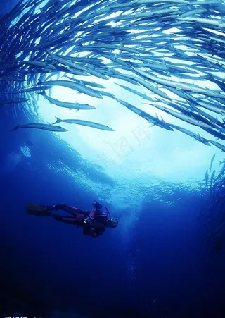 海洋生物图片