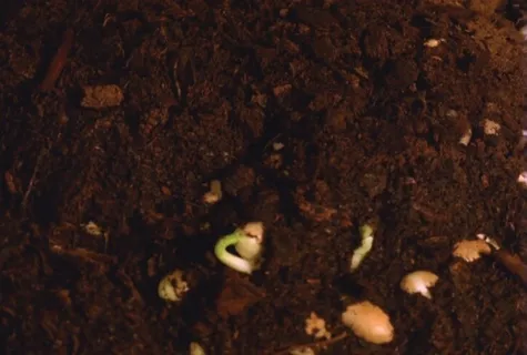 自然景观背景视频