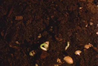 自然景观背景视频