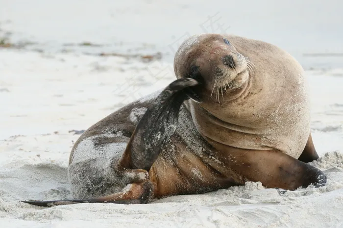 新西兰 澳洲 海豚图片