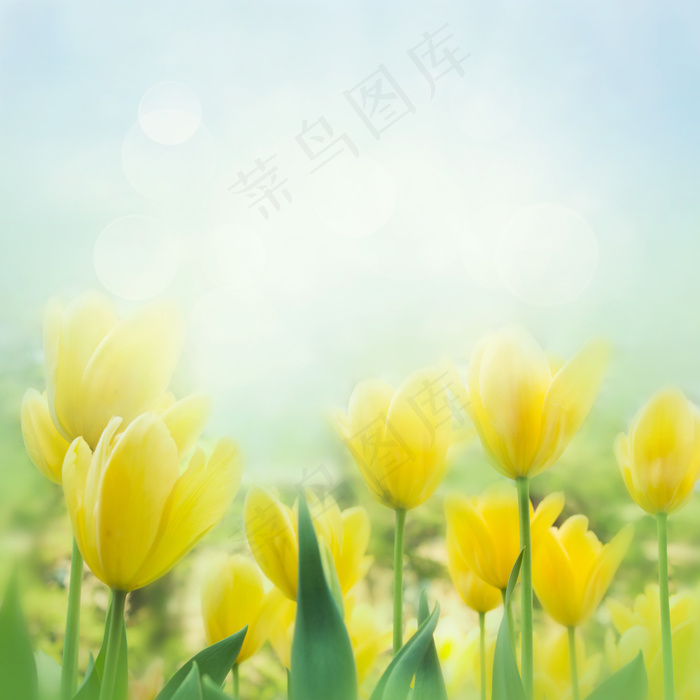 郁金香鲜花背景