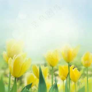 郁金香鲜花背景 郁金香鲜花背景