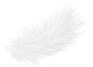白色羽毛黑色孔雀飘落羽毛png免抠...