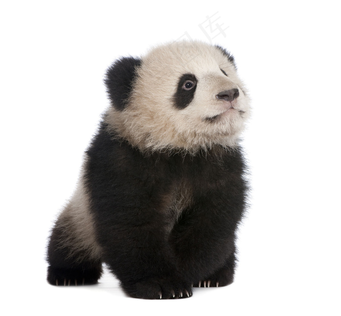 可爱熊猫宝宝图片