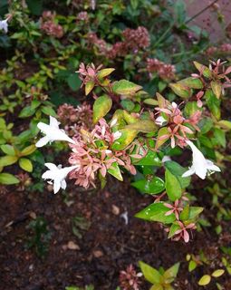 美丽白花丛图片