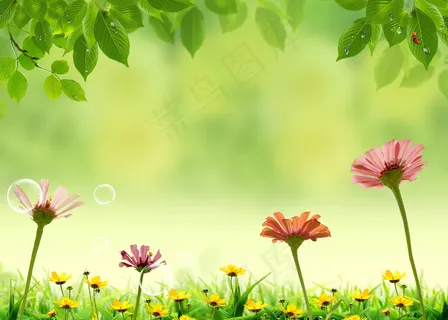 春天花卉高清背景图片素材