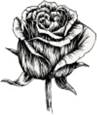 速写玫瑰花线稿矢量素材