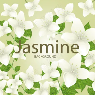 矢量手绘茉莉花集合