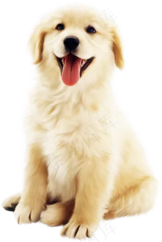 卡通动物宠物小狗猫咪png海报设计...