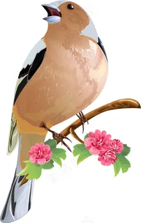 画眉鸟歌唱 画眉鸟歌唱