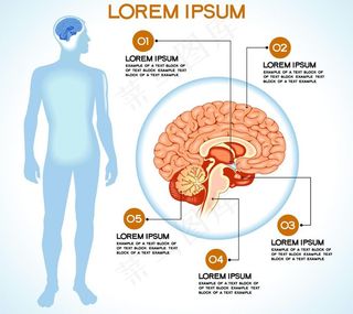 人体解剖信息图表图片