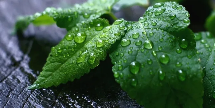 新鲜的薄荷叶子图片