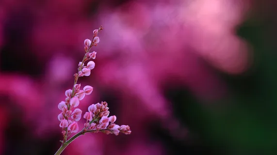 春天的风景主图 春天的风景主图