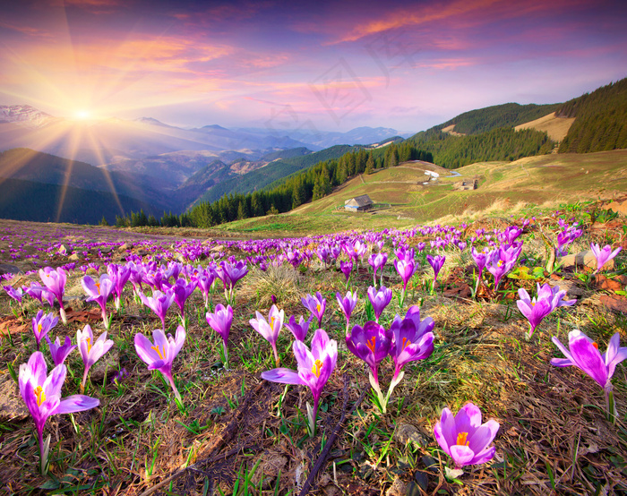 鲜花草地山脉风景