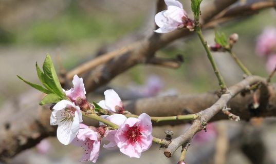春天的桃花图片